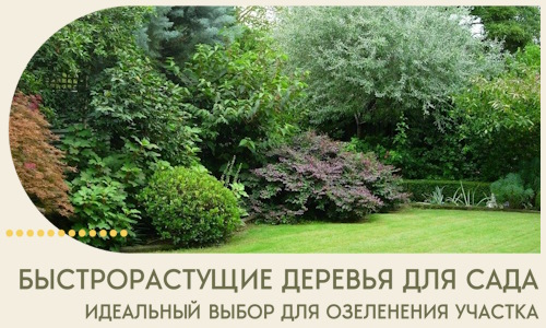Быстрорастущие деревья для сада идеальный выбор в Приморско-Ахтарске
