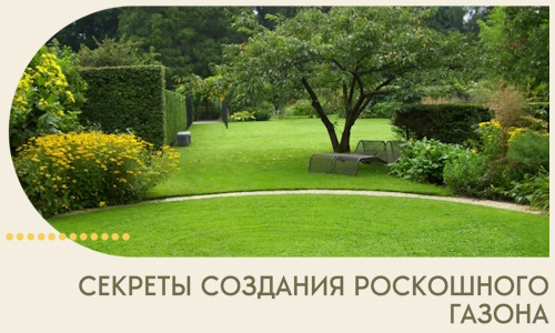 Секреты создания роскошного газона в Приморско-Ахтарске